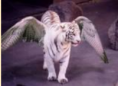 /album/fenykepgaleria/ridic-png/